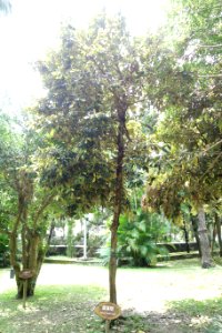 Heritiera littoralis - National Taiwan University - DSC01160