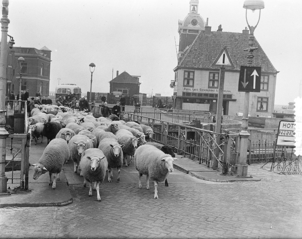 Herder Mouw met schapen in Harlingen, Bestanddeelnr 904-8310
