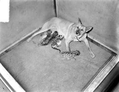 Herdershond Doggy uit Soest zoogt vier jonge poemas in Artis, Bestanddeelnr 908-1139