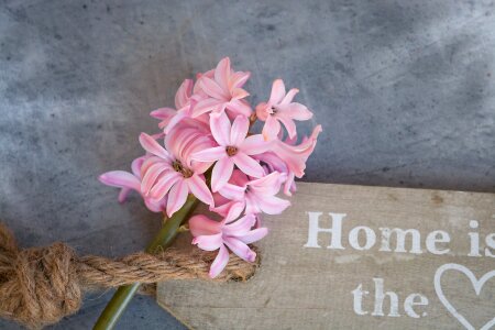 Pink flower spring flower pink hyacinth photo