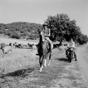 Herder te paard met kudde runderen in een heuvelachtig en boomrijk landschap ve…, Bestanddeelnr 255-4627