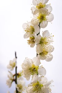 Plants white wood