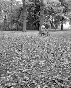 Herfst in het Kralingse Bos te Rotterdam, Bestanddeelnr 911-6524
