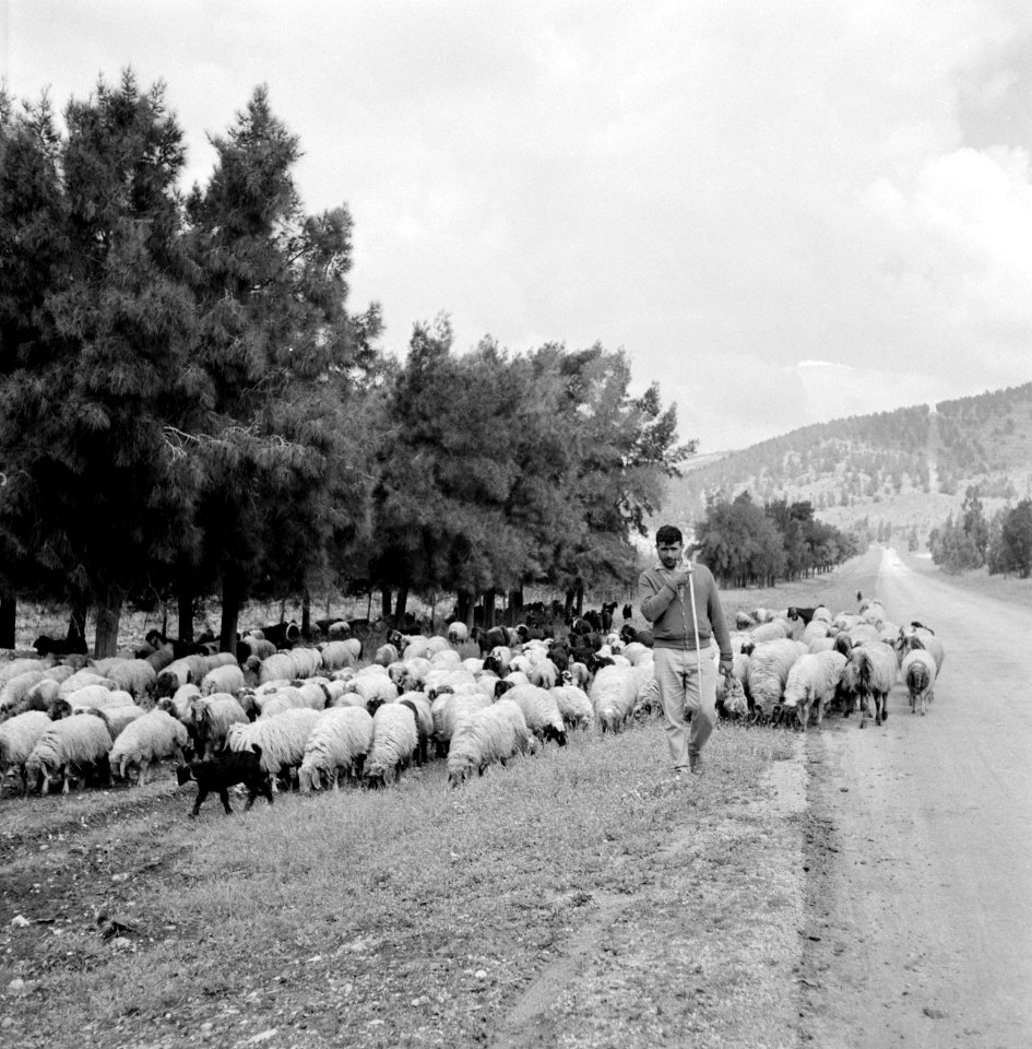 Herder met kudde schapen langs een weg in een heuvelachtig en boomrijk landschap, Bestanddeelnr 255-4624
