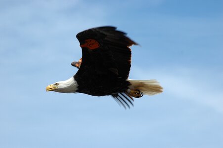 Bird raptor flight photo