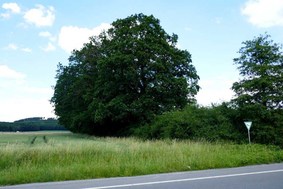 Herford - ND Baumreihe und Gehölzstreifen an der Kreisgrenze