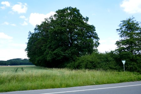 Herford - ND Baumreihe und Gehölzstreifen an der Kreisgrenze
