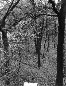Herfstbosplaatjes om Hilversum, Bestanddeelnr 906-0572