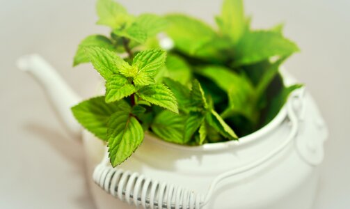 Mint tea herbs fragrant herb