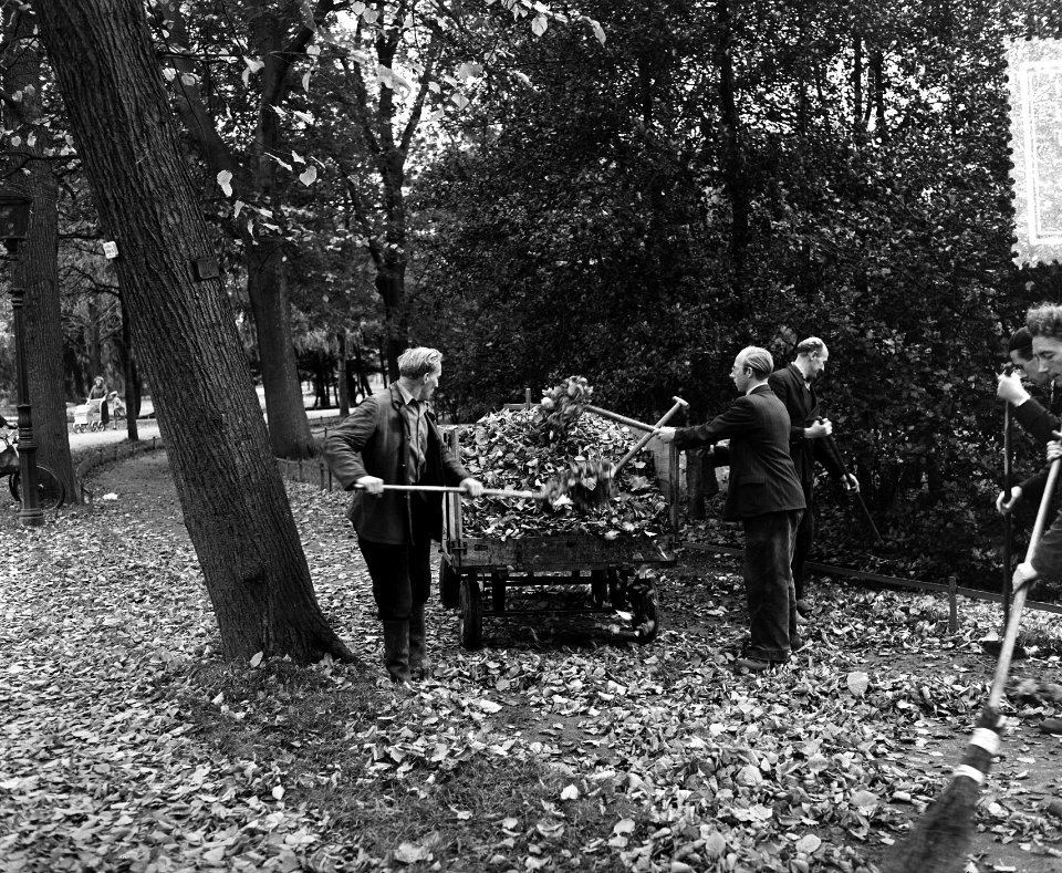 Herfstbladeren in het Vondelpark Amsterdam, Bestanddeelnr 906-7821