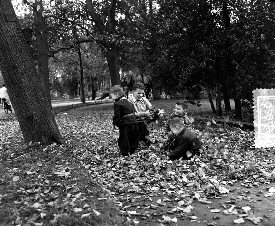 Herfstbladeren in het Vondelpark Amsterdam, Bestanddeelnr 906-7820