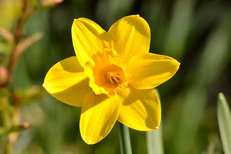 Yellow flower spring garden