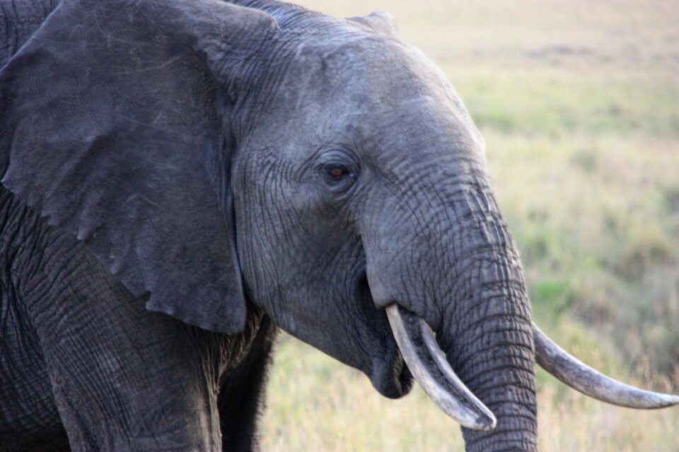 Elephant animal africa