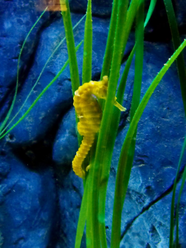 Hippocampus-comes-2