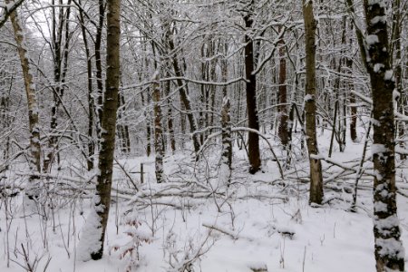 Hirschberg Düppeler Forst with snow 2021-01-30 93