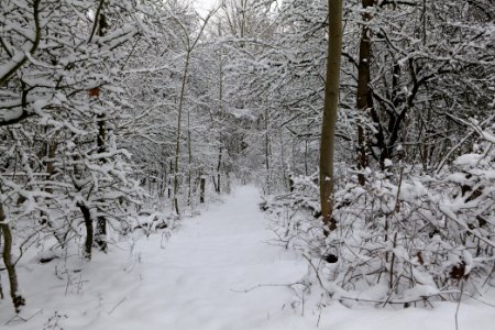 Hirschberg Düppeler Forst with snow 2021-01-30 85