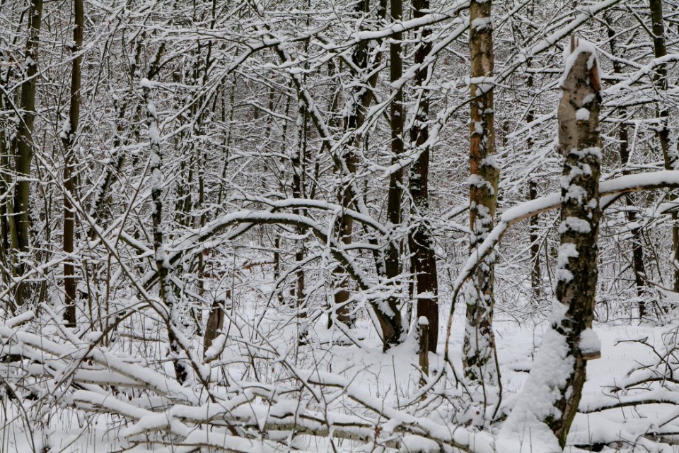 Hirschberg Düppeler Forst with snow 2021-01-30 90