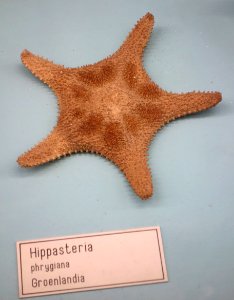 Hippasteria phrygiana - Museo Civico di Storia Naturale Giacomo Doria - Genoa, Italy - DSC03205