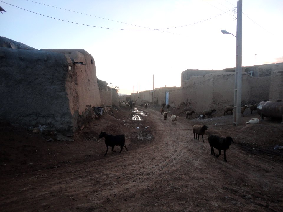 Herd of goats - Ma'dan village - Nishapur 4