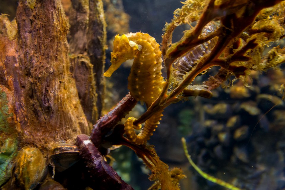 Hippocampus erectus