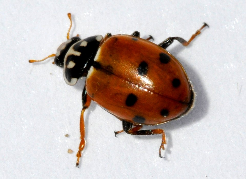 Hippodamia-variegata-01-fws
