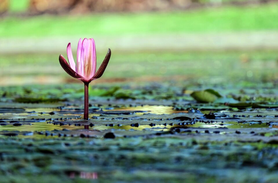Bloom bloom pink