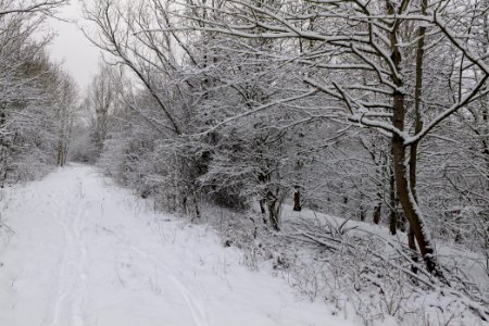 Hirschberg Düppeler Forst with snow 2021-01-30 78