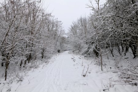 Hirschberg Düppeler Forst with snow 2021-01-30 25