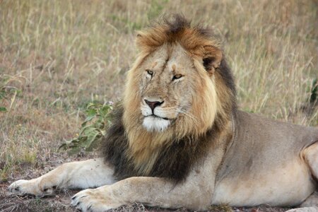 Lion animal kenya