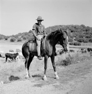 Herder te paard met kudde runderen in een heuvelachtig en boomrijk landschap, Bestanddeelnr 255-4626