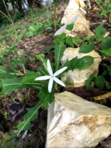 Hippobroma longiflora Belize 2018