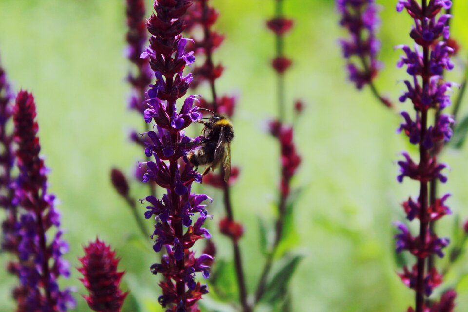 Violet purple pollination