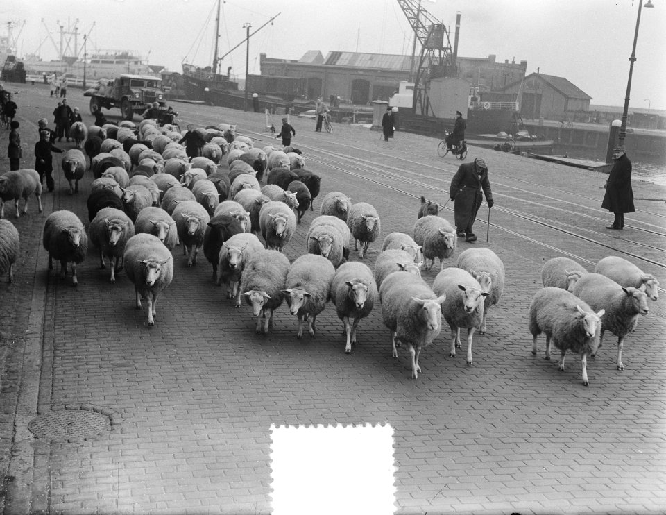 Herder Mouw met schapen in Harlingen, Bestanddeelnr 904-8308