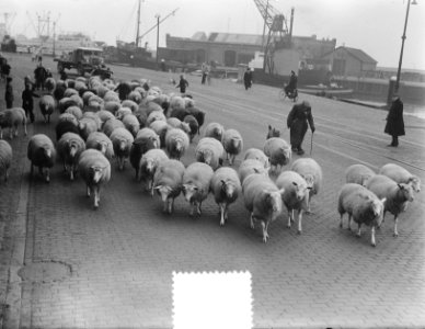Herder Mouw met schapen in Harlingen, Bestanddeelnr 904-8308