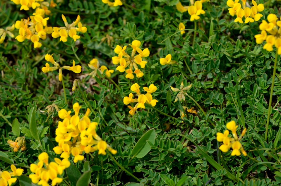 Hippocrepis emerus 01
