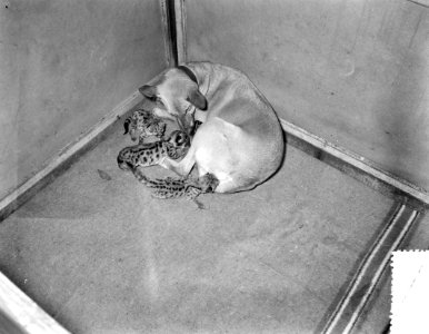 Herdershond Doggy uit Soest zoogt vier jonge poemas in Artis, Bestanddeelnr 908-1142