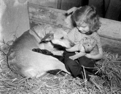 Herdershond zoogt leeuwenwelp Dierenpark Emmen, Bestanddeelnr 906-3067