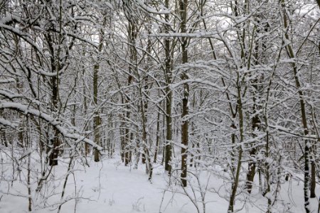 Hirschberg Düppeler Forst with snow 2021-01-30 86
