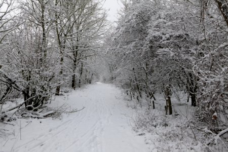 Hirschberg Düppeler Forst with snow 2021-01-30 08