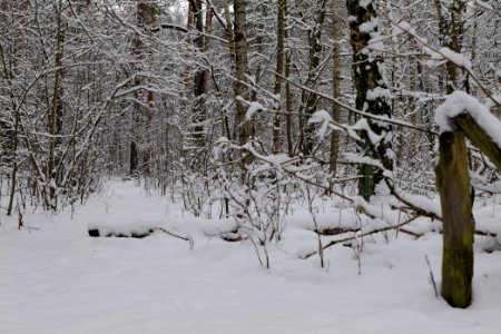 Hirschberg Düppeler Forst with snow 2021-01-30 89