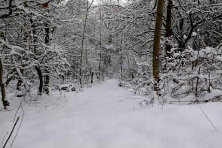 Hirschberg Düppeler Forst with snow 2021-01-30 84