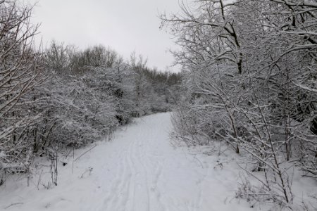 Hirschberg Düppeler Forst with snow 2021-01-30 19