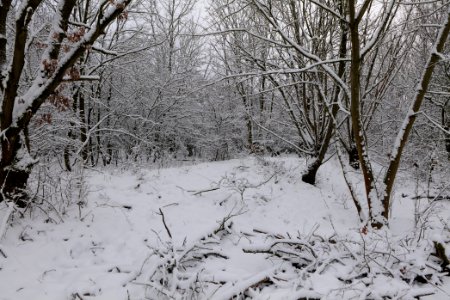 Hirschberg Düppeler Forst with snow 2021-01-30 80