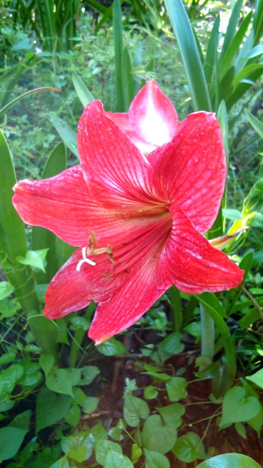 Hippeastrum 2