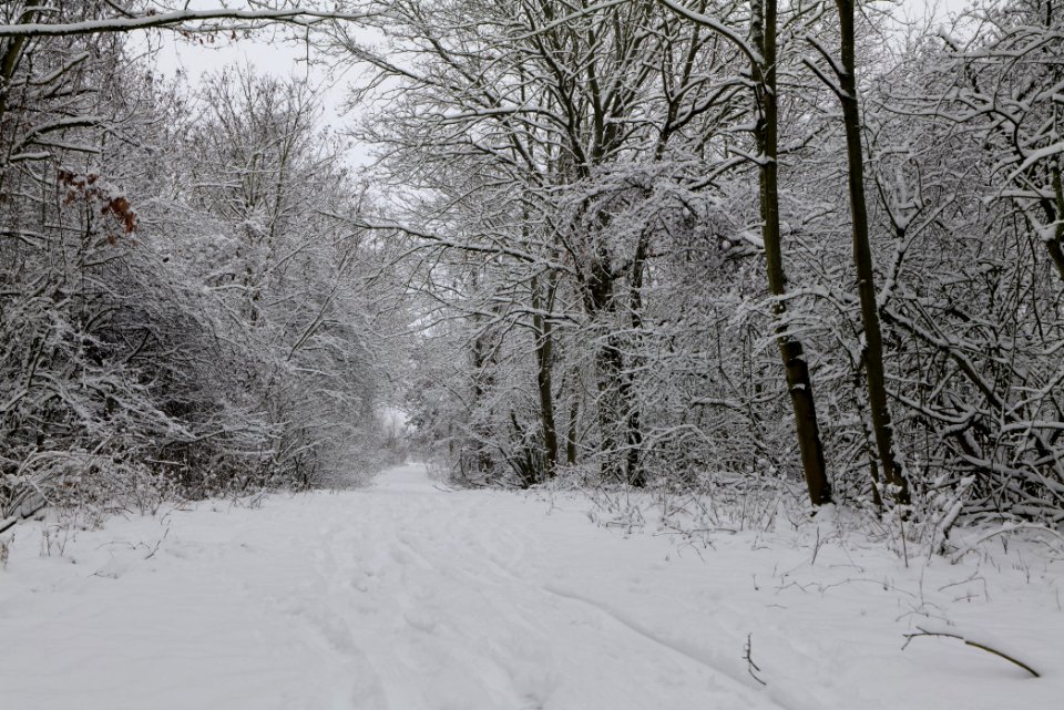 Hirschberg Düppeler Forst with snow 2021-01-30 18