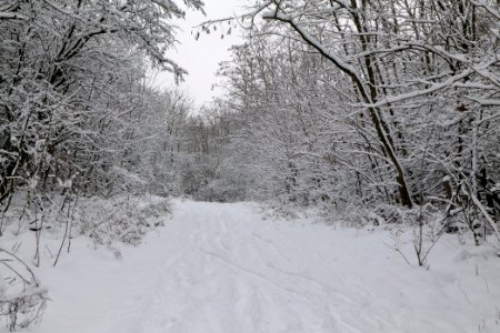 Hirschberg Düppeler Forst with snow 2021-01-30 28
