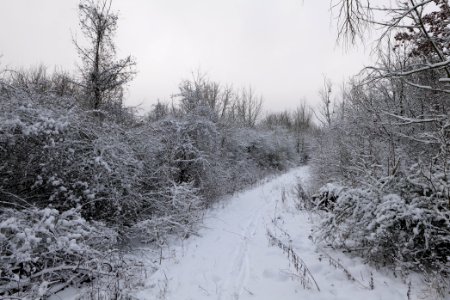 Hirschberg Düppeler Forst with snow 2021-01-30 63