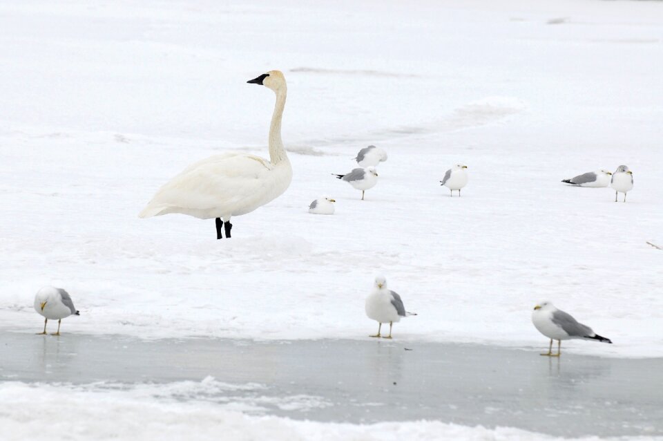 Camouflage birds wildlife