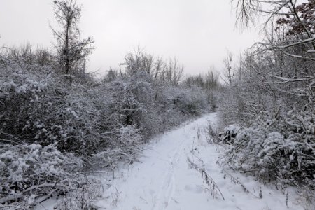 Hirschberg Düppeler Forst with snow 2021-01-30 64