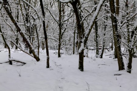 Hirschberg Düppeler Forst with snow 2021-01-30 61
